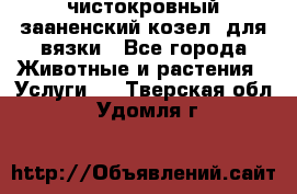 чистокровный зааненский козел  для вязки - Все города Животные и растения » Услуги   . Тверская обл.,Удомля г.